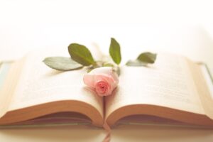 rose, desktop backgrounds, hd wallpaper, book, free wallpaper, love for books, free background, windows wallpaper, 4k wallpaper, floral background, reading, full hd wallpaper, 4k wallpaper 1920x1080, cool backgrounds, wallpaper hd, beautiful wallpaper, rose flower, wallpaper 4k, pink, mac wallpaper, laptop wallpaper, background
